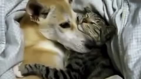 Cute dog and cat hug