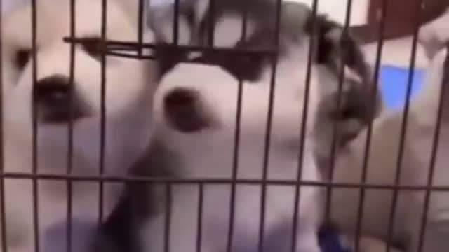 Cute Puppies Doing Funny Things 2021😍 | Fun with pets #shorts