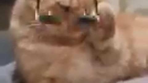 Funny catfunny cat