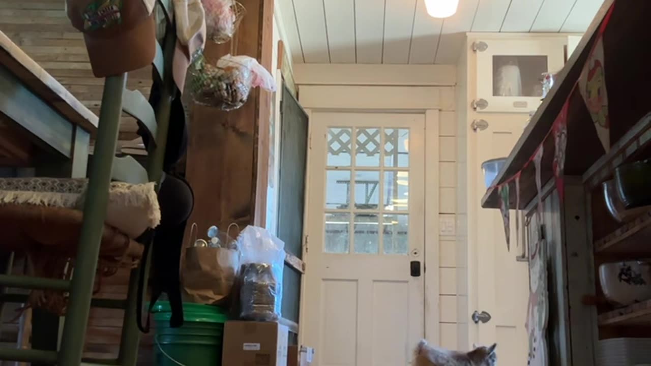 Baby Goat Frolics Around House