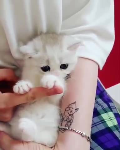 So cute beautiful cat baby