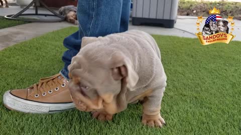 Bulldog puppy