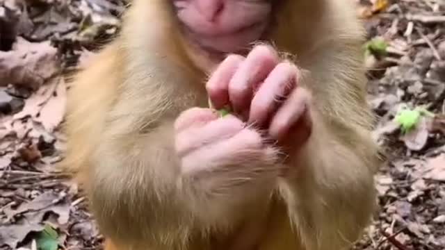 Cute baby Monkey enjoying a snack