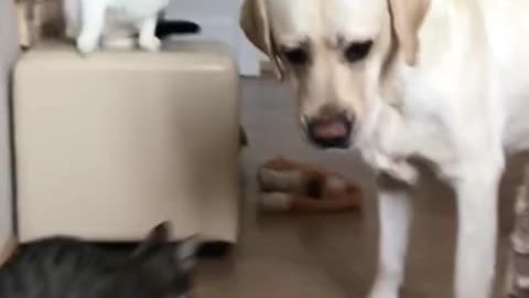 Cats try to frame dog for knocking over vase