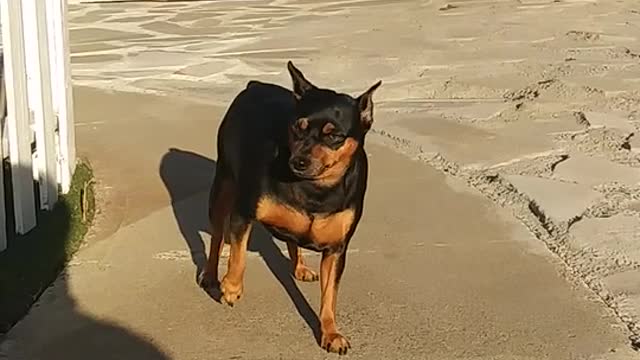 fun with dog ,most funny video