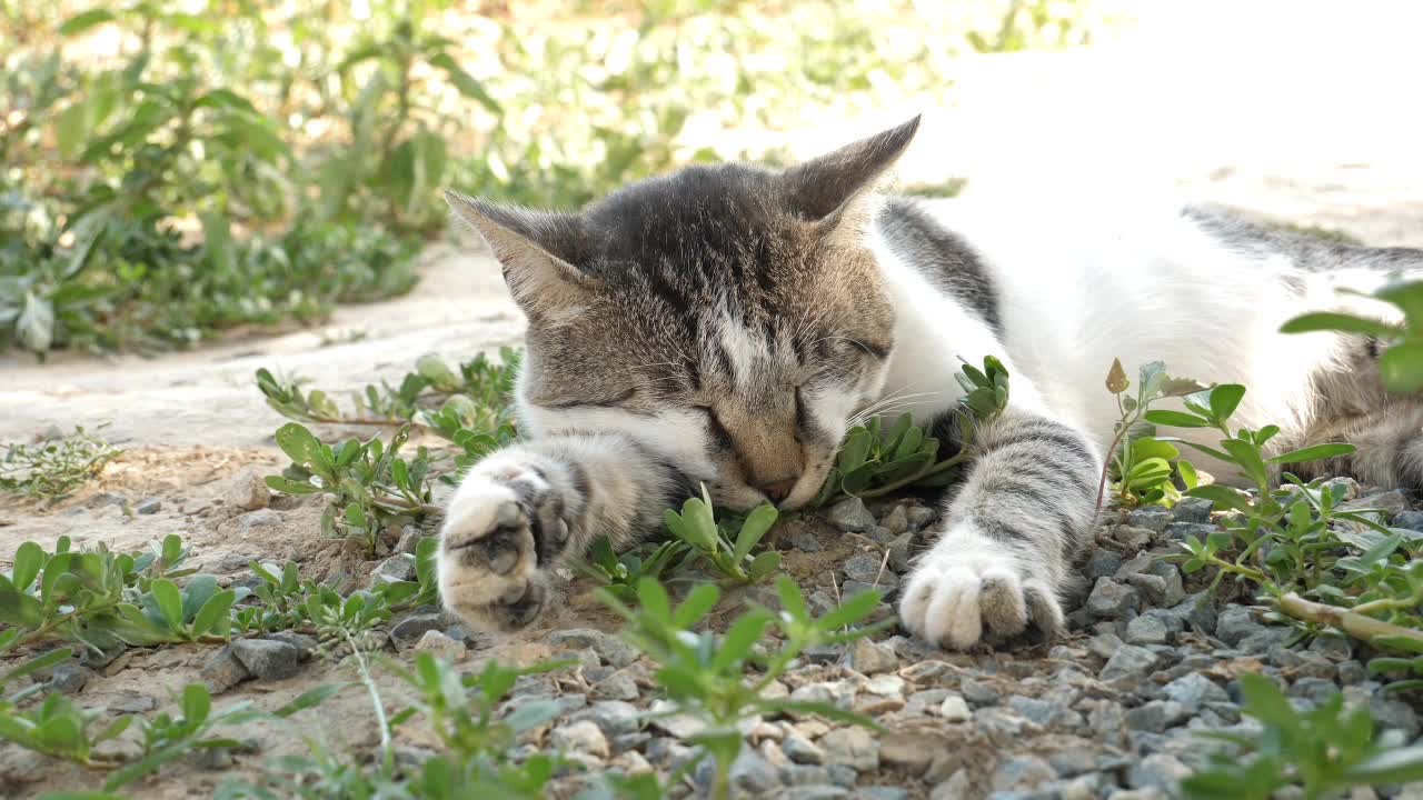 cute cat sleeping