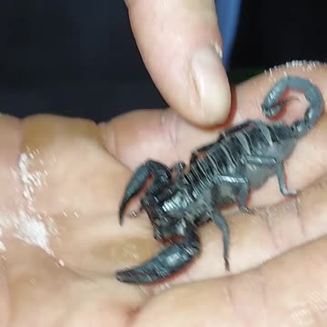 Scorpion up close!!!!!