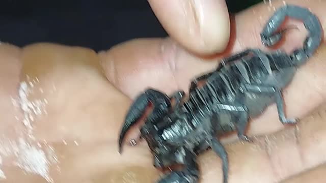 Scorpion up close!!!!!