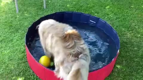 Awesome Dog Having A Blast With His Toys In The Water👏🏽