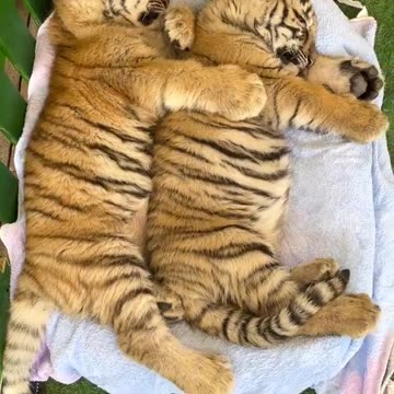 Rescued tiger cubs cuddling each other