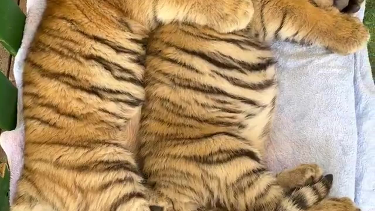 Rescued tiger cubs cuddling each other