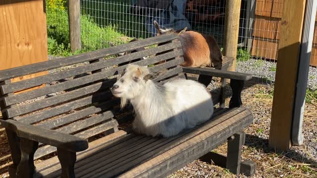 Goat Nakita Relaxing 05.2021