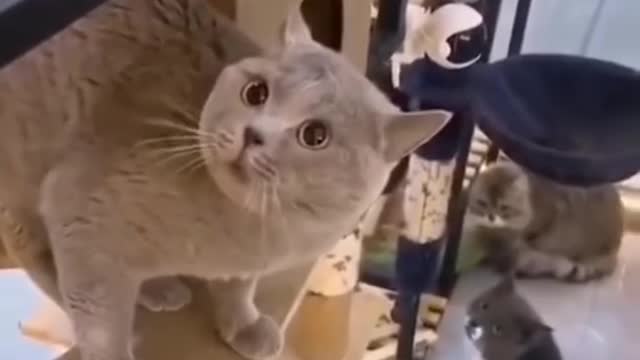 beautiful cat funny sound