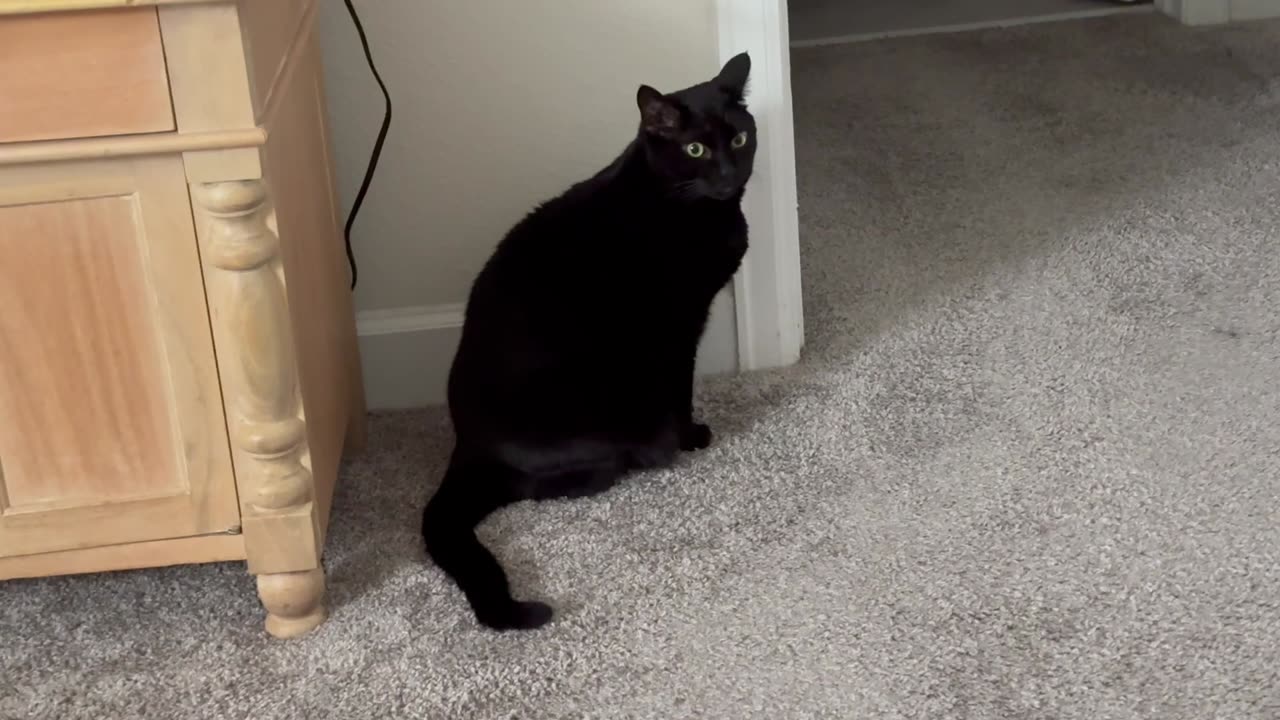 Adopting a Cat from a Shelter Vlog - Cute Precious Piper is a Room Security Guard