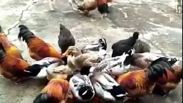 Dogs and chickens fighting