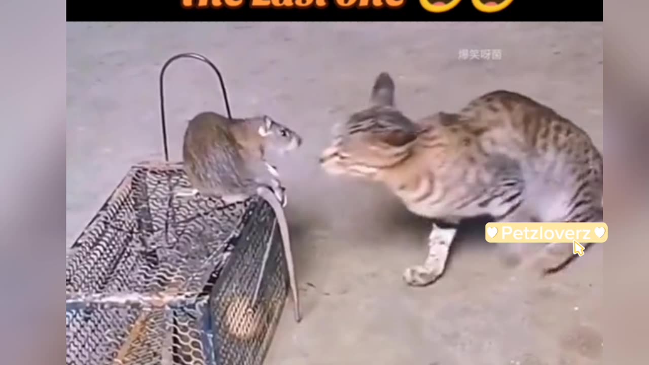 Cats scared of rat Part - 2 🤣