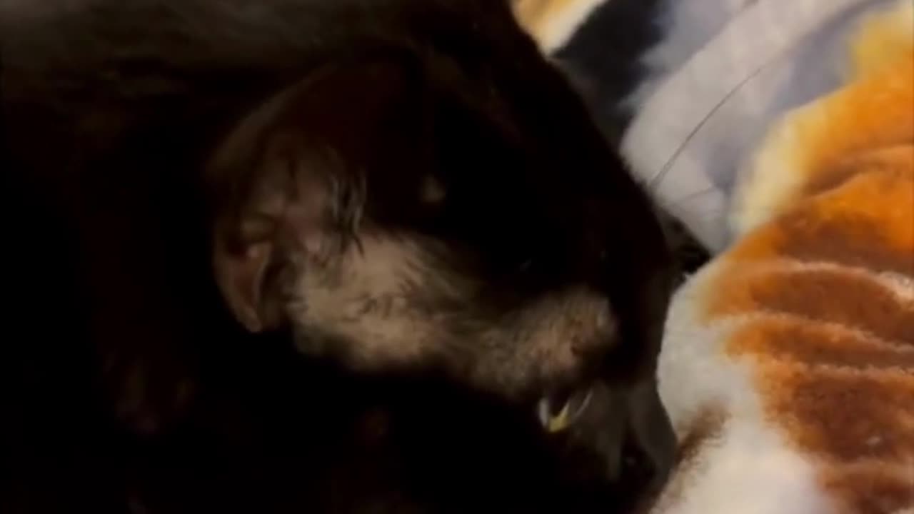 Adopting a Cat from a Shelter Vlog - Cute Precious Piper Loves to Pretend to Be a Kitten #shorts