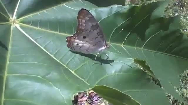 Linda borboleta na folha da mamona, as asas tem vários detalhes [Nature & Animals]