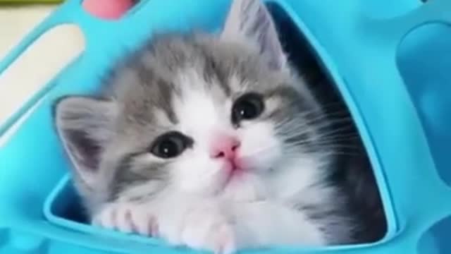 Beautiful baby animals video, Beautiful animals funny video