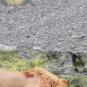 Wild Life Lions In The African Forest Best Shorts