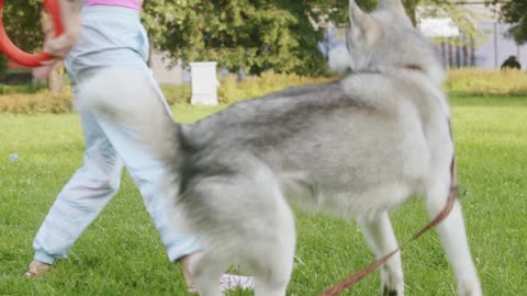 Dog Play with Girls #dog #playingdog