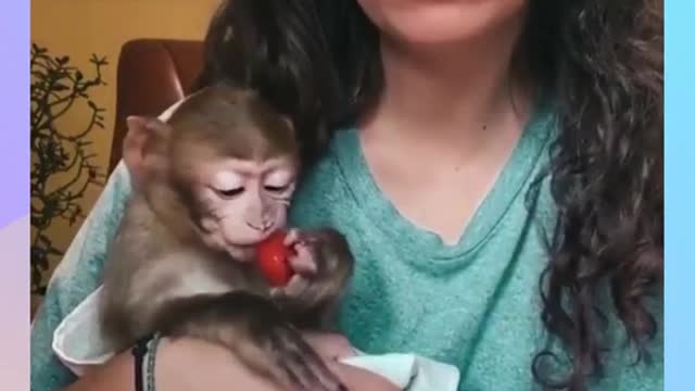 Very Cute Monkey eating strawberry