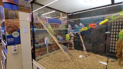 Smart Animals