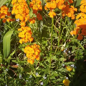 Flower Garden & Bird Background