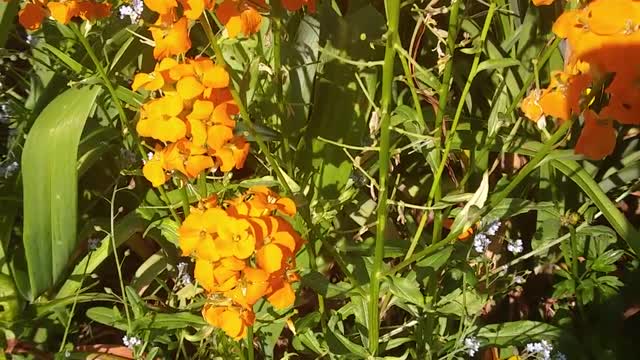 Flower Garden & Bird Background