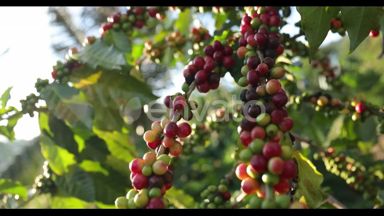 Group of ripe and raw coffee