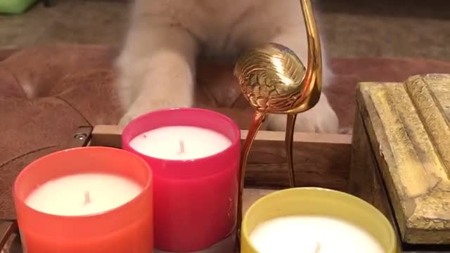 Golden retriever puppy afraid of Flamingo