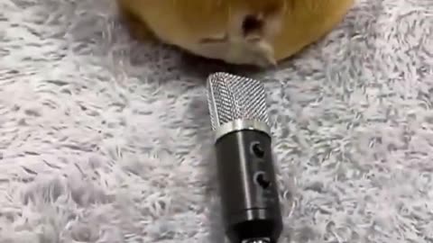 Funny Animal