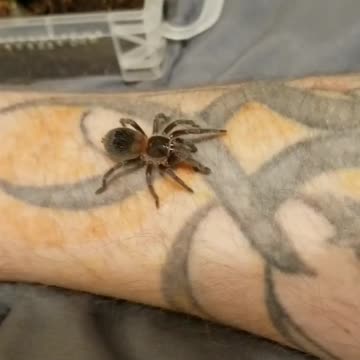 Homoeomma chilensis tarantula