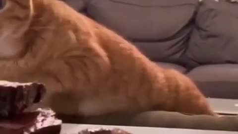 kitten is surprised by so much meat