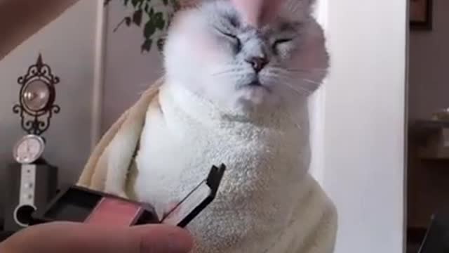 Makeup cat