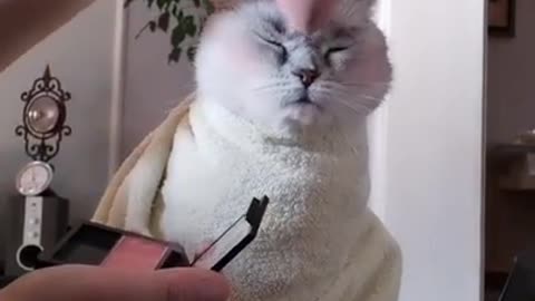 Makeup cat