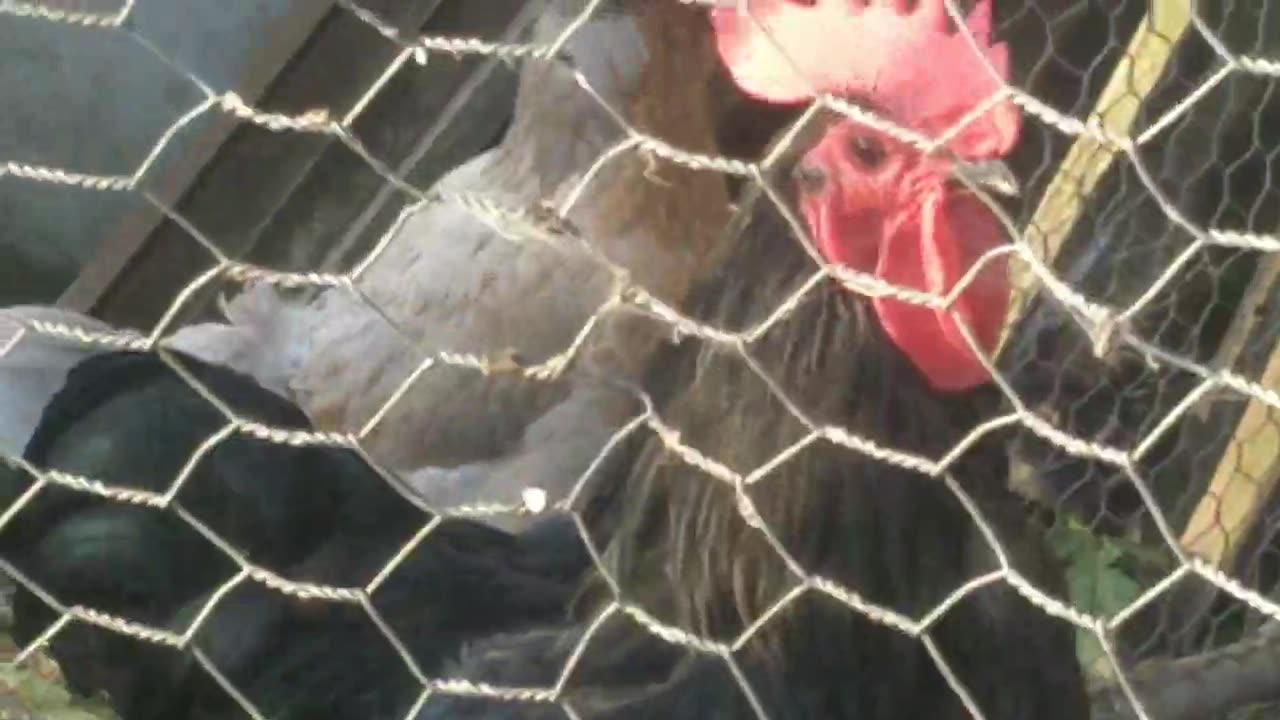 Mum Teaches Chicks What To Eat