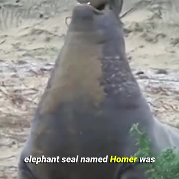 Seals Are Fun In the Sea and Pranksters on Land