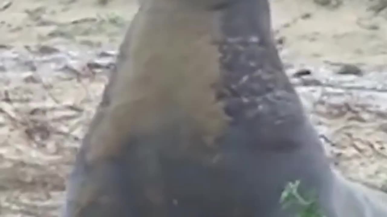 Seals Are Fun In the Sea and Pranksters on Land