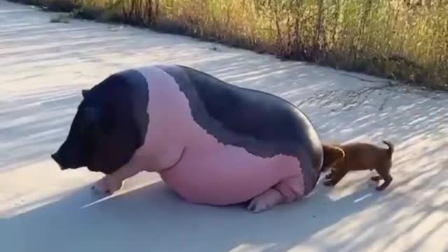 Funny part of big and dog puppy