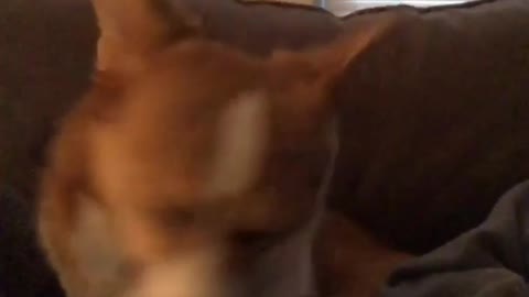 Brown corgi barks on grey couch