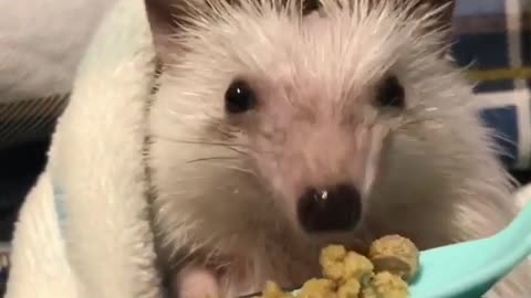 Hedgehogs and bath towel