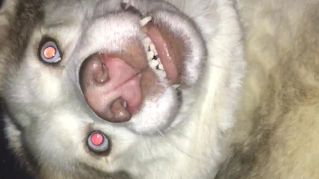 White husky grinning and nodding head at camera