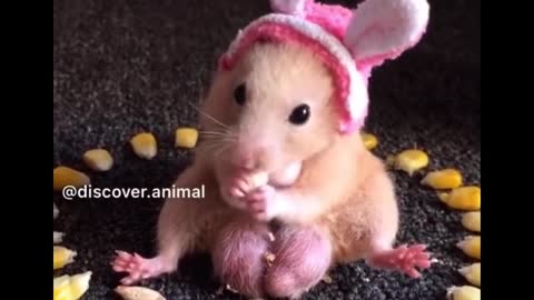 Cutest baby animals Videos Compilation Part-1