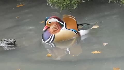 Pássaro Jardim Zoológico