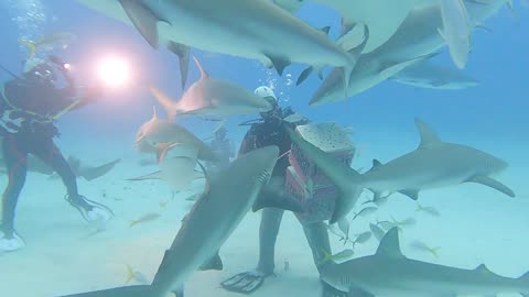 Sharks ON !