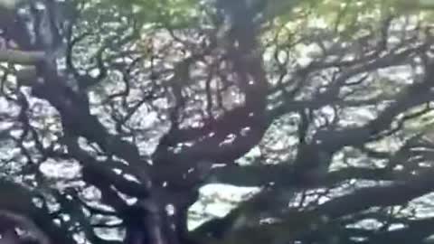 Massive tree over a cemetery