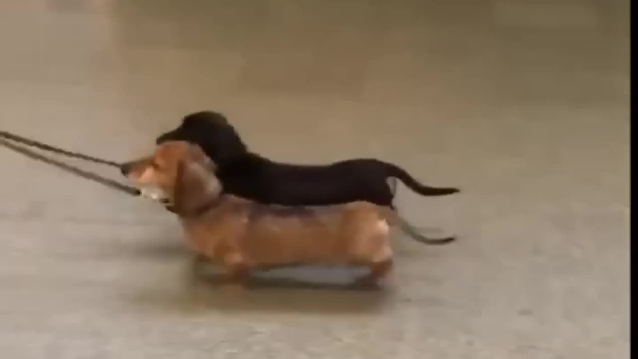 Favorite Friends Favorite dogs