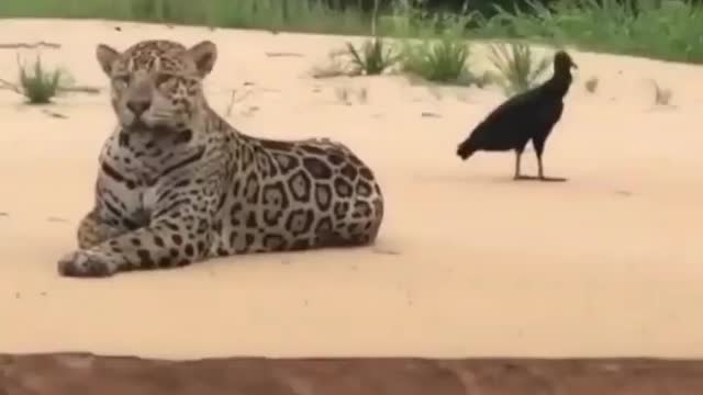 Leapord stand on the beach