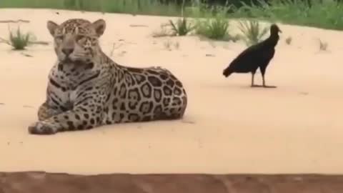 Leapord stand on the beach